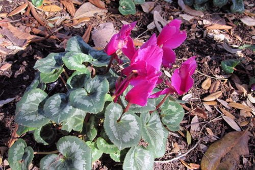 Свойства и приметы цикламенов в домашних условиях Приметы и свойства домашних цикламенов