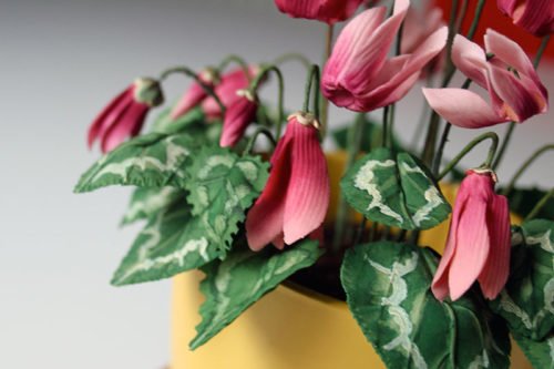 Как цикламен сказывается на мужчинах и женщинах Свойства и приметы цикламена