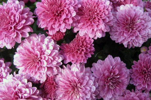 Как размножать хризантемы с сохранением сортовых признаков Размножение хризантем черенками в саду