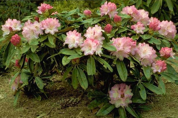 красавец рододендрон красавец рододендрон
