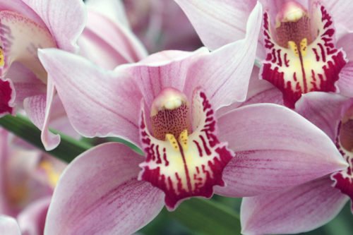 Существуют различные виды орхидей Уход за орхидеями в домашних условиях