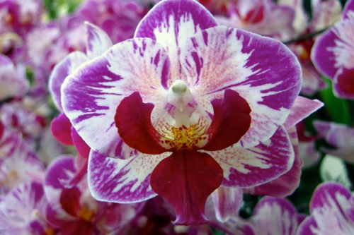 Пересадка болезненна для большинства орхидей Как пересаживать орхидеи в домашних условиях