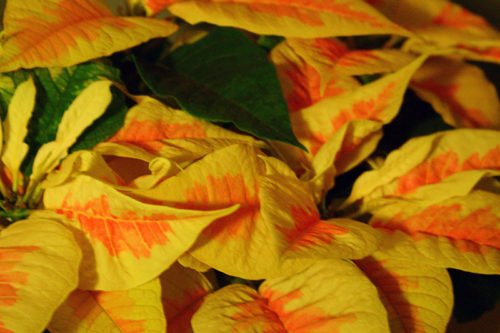 Цветок пуансетия – настоящая рождественская звезда Как ухаживать за пуанстеией в домашних условиях