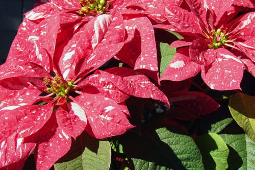 Пуансетия цветет в период новогодних праздников Цветение пуансетии в домашних условиях