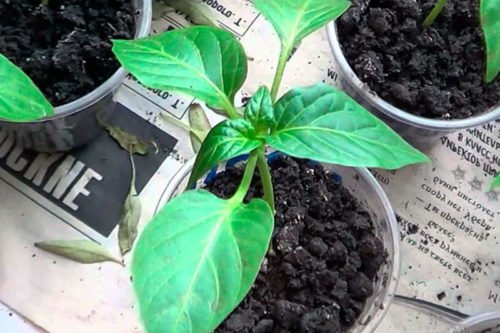 Выращивание рассады – значительно увеличивает урожайность растения Как правильно выращивать рассаду овощей