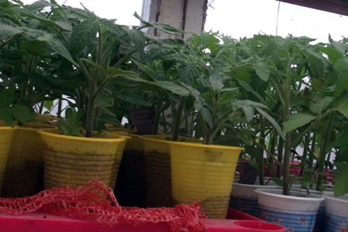 Посадка и уход за рассадой овощей Посадка семян на рассаду и уход за ней