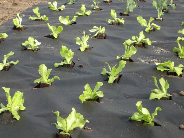 черный спанбонд черный спанбонд