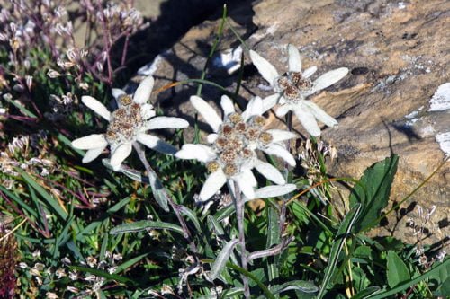 Выращивание эдельвейсов в альпинарии Как вырастить в саду эдельвейс