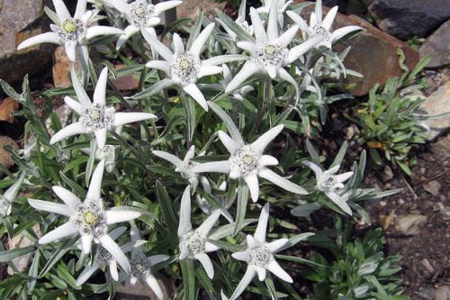 Как ухаживать за эдельвейсами в саду Уход за эдельвейсами в саду