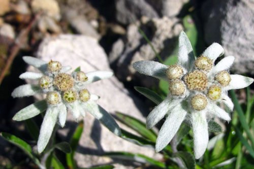 Как цветет эдельвейсы Цветение эдельвейсов в саду