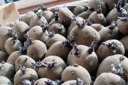 Как вырастить ранний картофель – прорастить клубни Выращивание раннего картофеля – проращивание