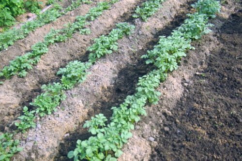 Окучивание раннего картофеля на огороде Как правильно выращивать ранний картофель