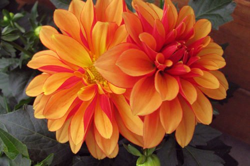 Как правильно выращивать в саду георгины Как выращивать георгины в саду