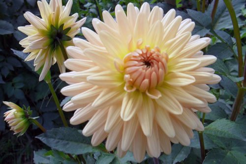 Посадка и выращивание георгинов в саду Как сажать и ухаживать за георгинами