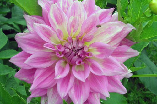 Уход за георгинами в открытом грунте Уход за георгинами в открытом грунте