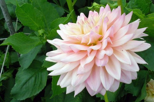 Как выращивать георгины – полив и подкормка Полив и удобрение георгинов