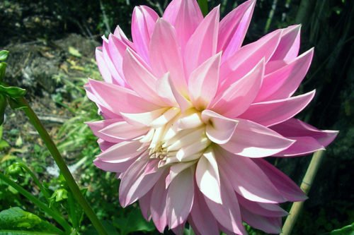 Уход за георгинами во время цветения Уход за георгинами во время цветения