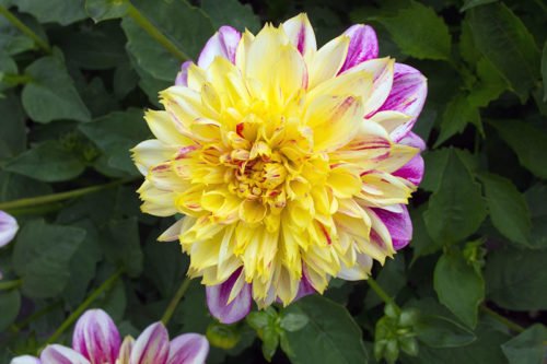 Условия выращивания георгинов – посадка и уход Условия выращивания георгинов – посадка и уход