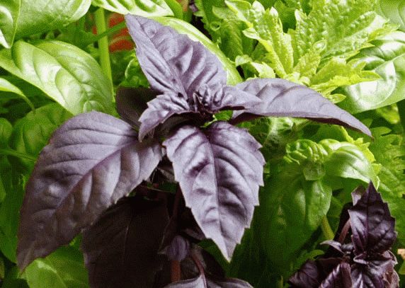 Базилик выращивание и уход Базилик выращивание и уход