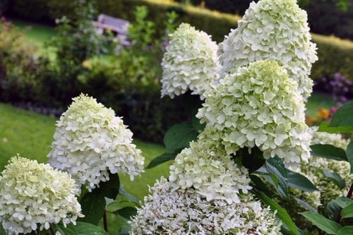 Выращивание метельчатой гортензии в открытом грунте