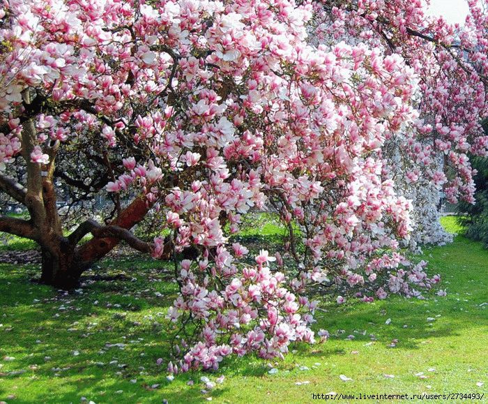 Магнолия - декоративное растение Магнолия - декоративное растение