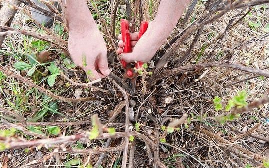 Обрезка старого крыжовника