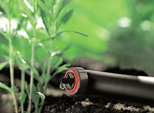 Полив растений в саду и огороде