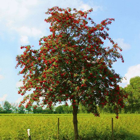 Рябина в саду Рябина в саду