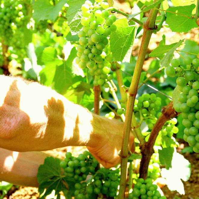 Работы в винограднике