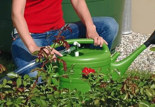 Работы в саду огороде в июле