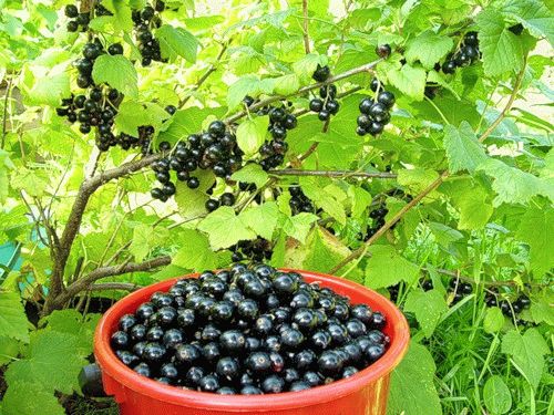 Собираем смородину в июле