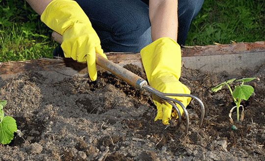 Работы в огороде в июне