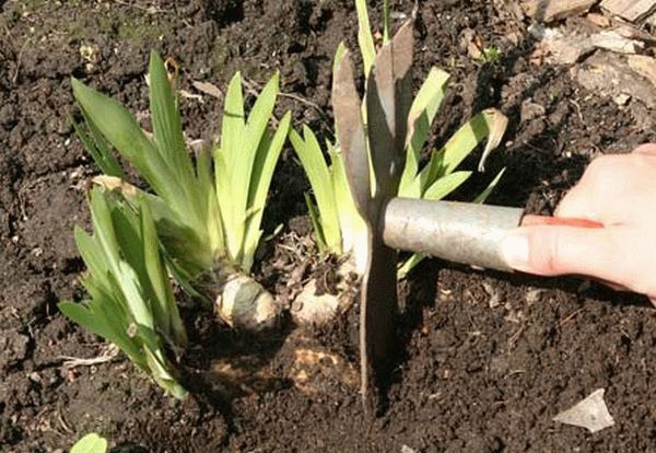 Работі в цветнике