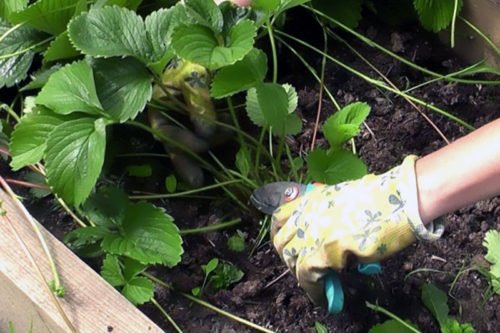 Клубника после плодоношения – обрезка усов и листьев Как обрезать клубнику после плодоношения