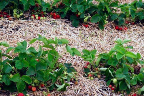 Уход за клубникой после плодоношения Как ухаживать за клубникой после плодоношения