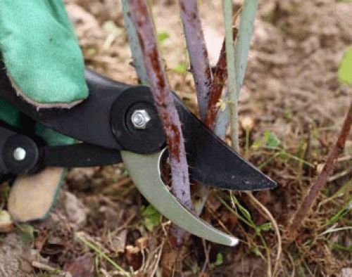 обрезка малины обрезка малины