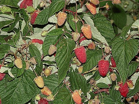 ремонтанные сорта клубники ремонтанные сорта клубники