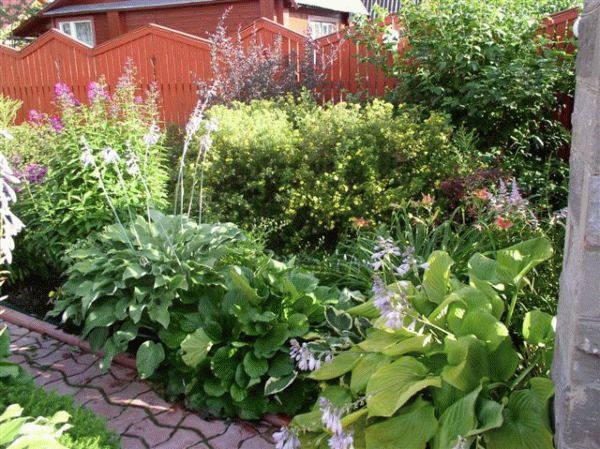 цветник в сентябре