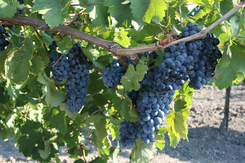 пора собирать урожай