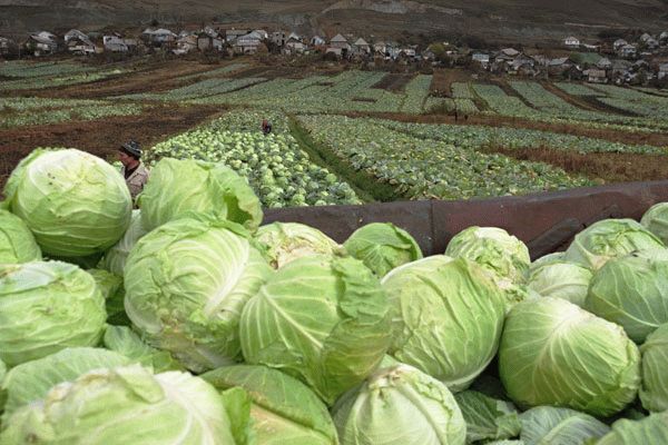 сбор капусты в октябре сбор капусты в октябре