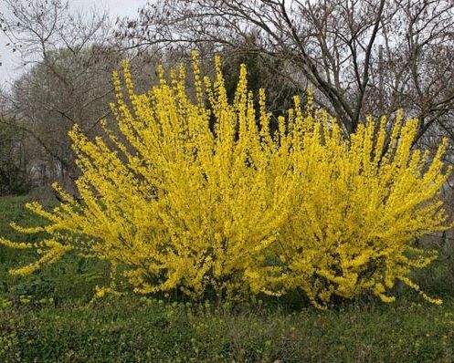 форзиция промежуточная форзиция промежуточная