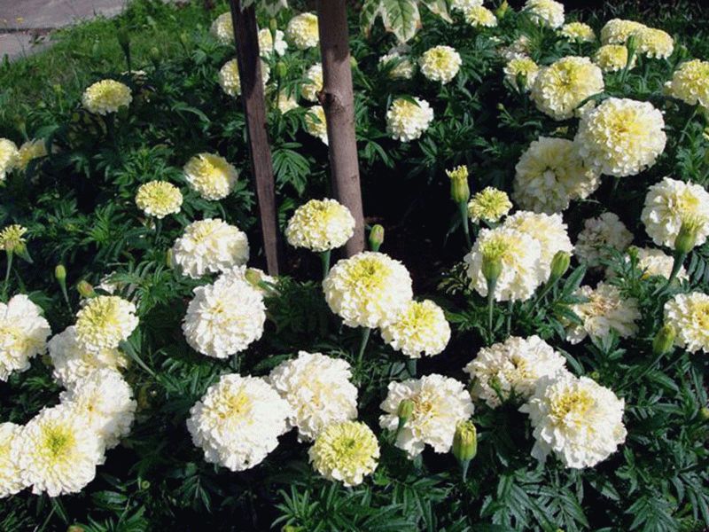 бархатцы прямостоящие бархатцы прямостоящие