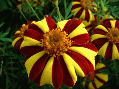 бархатцы выращивание бархатцы выращивание