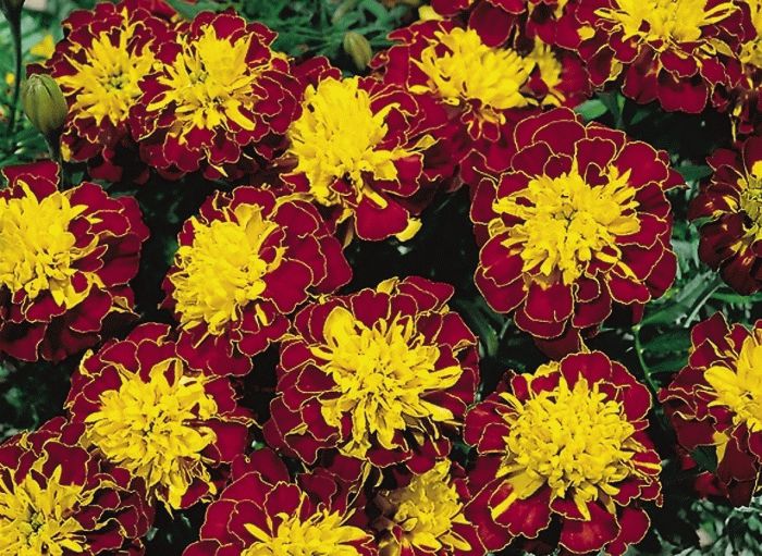 цветы бархатцы цветы бархатцы