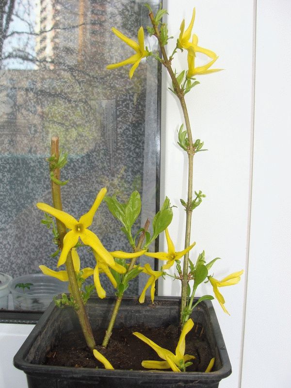 размножение форзиции размножение форзиции