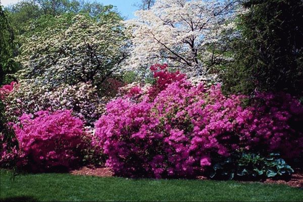 вейгела в дизайне сада вейгела в дизайне сада