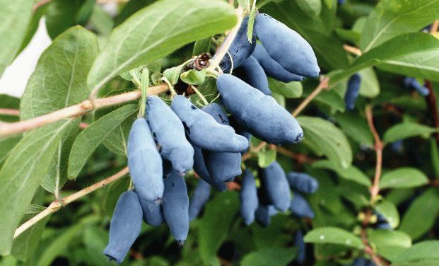 обрезка жимолости обрезка жимолости