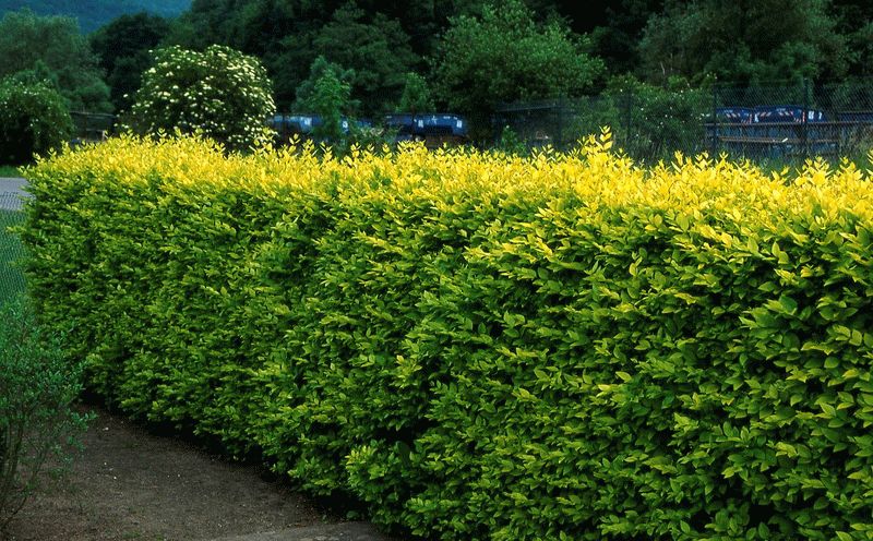 бирючина декоративное растение бирючина декоративное растение