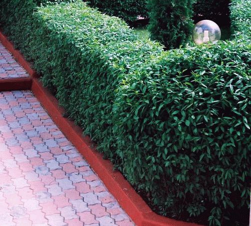 бирючина обыкновенная бирючина обыкновенная