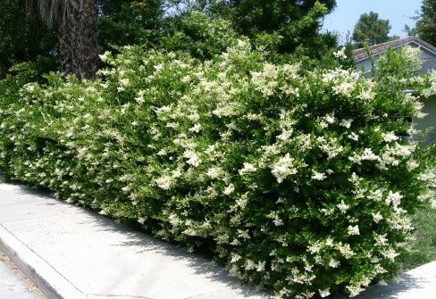 бирючина блестящая бирючина блестящая